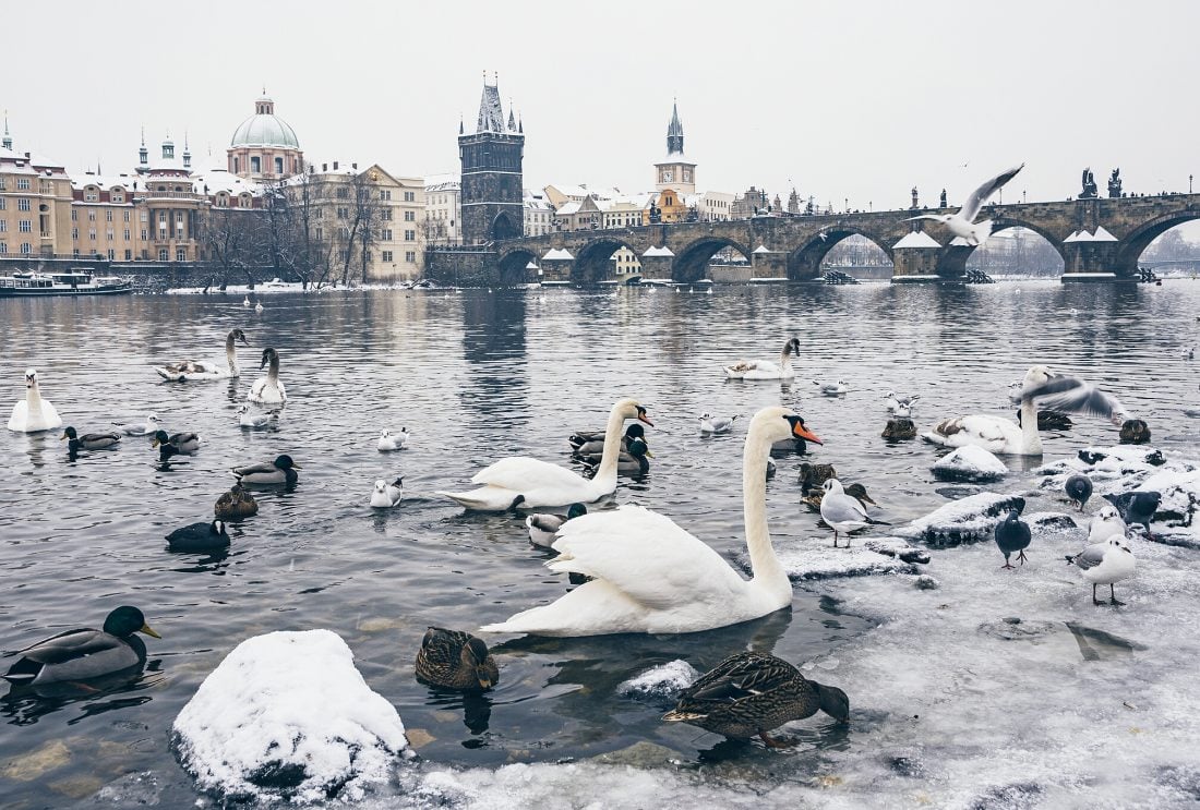 Swans and the Charles Bridge in PragueSwans and the Charles Bridge in Prague